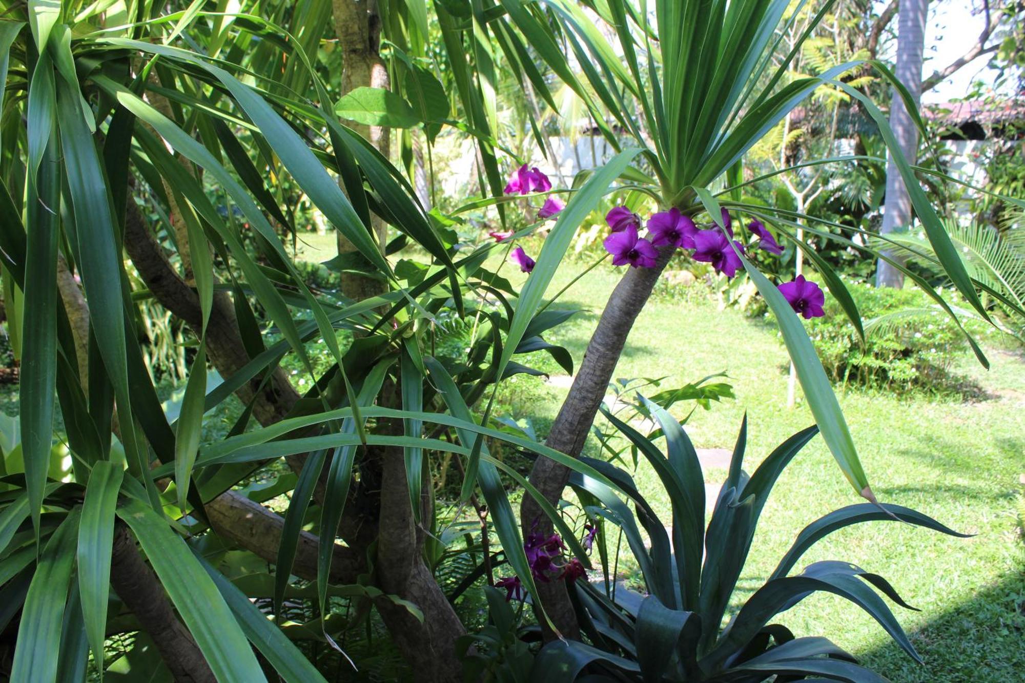 White Elephant Resort Surin Bagian luar foto
