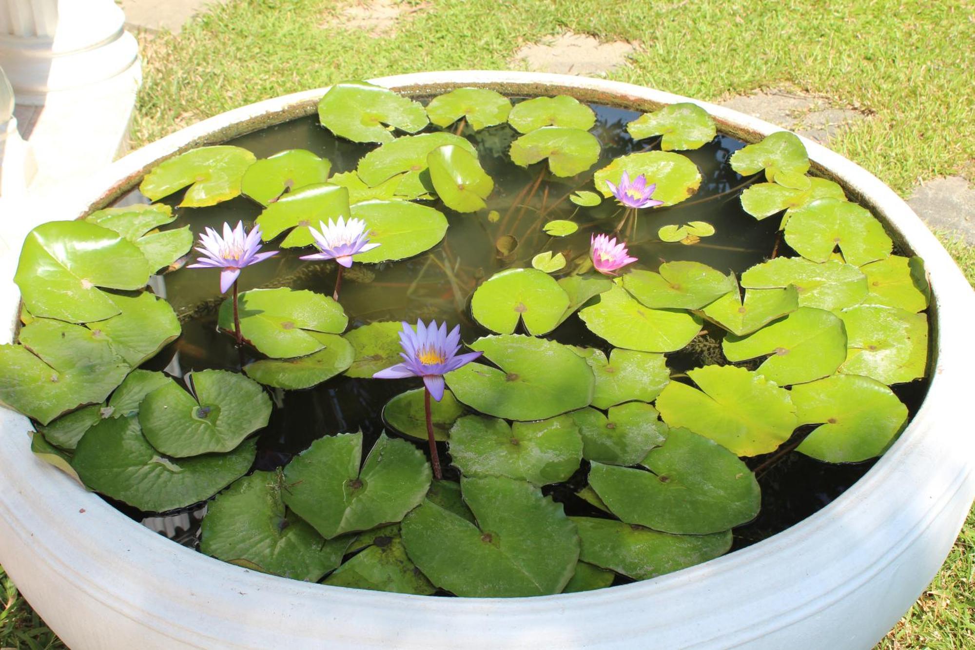 White Elephant Resort Surin Bagian luar foto