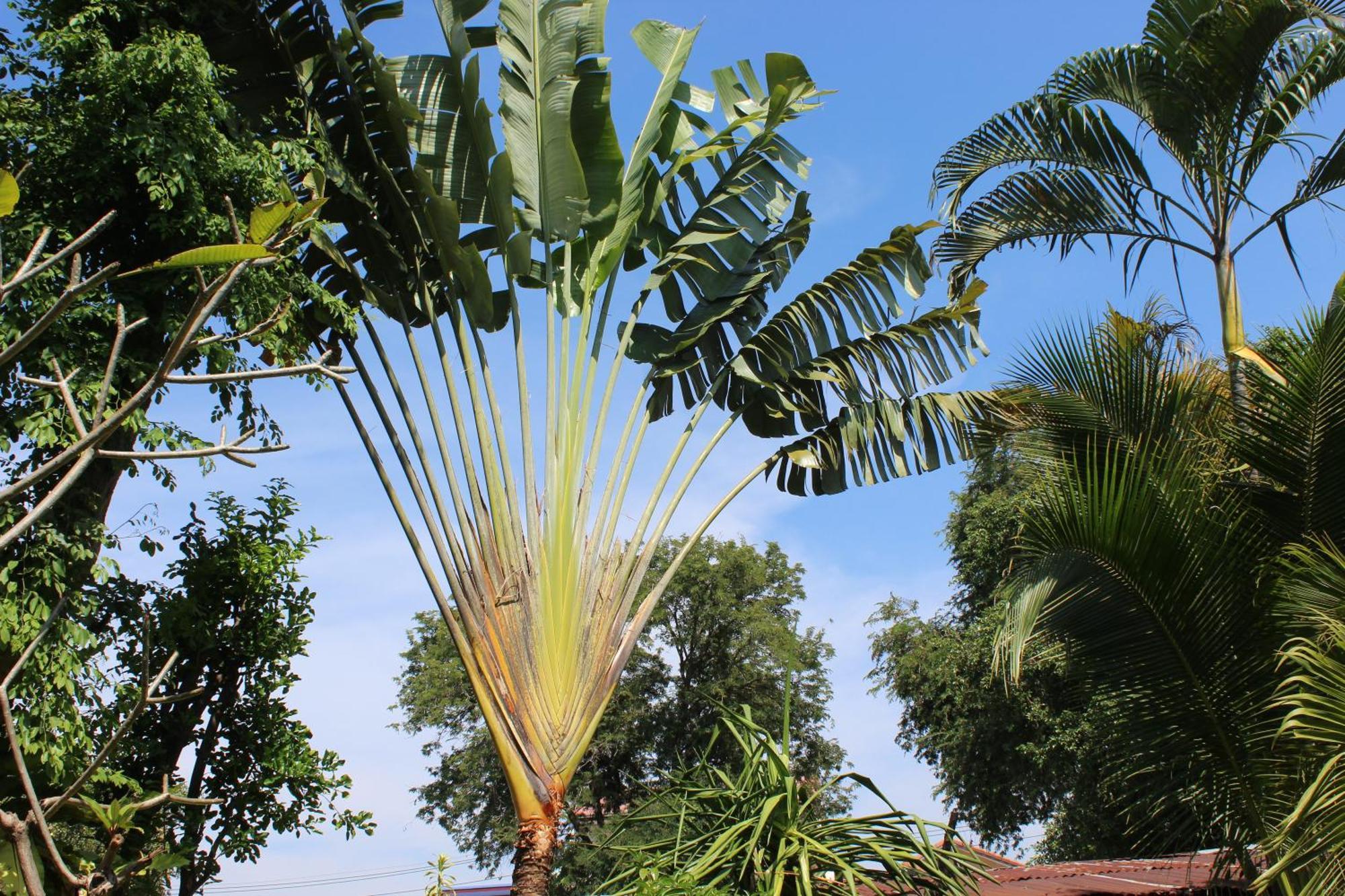 White Elephant Resort Surin Bagian luar foto